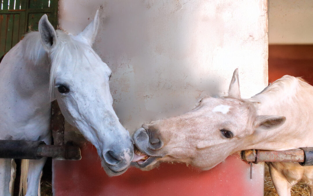 Pensione Cavalli a Palermo nella Scuderia Storica del C.I.S