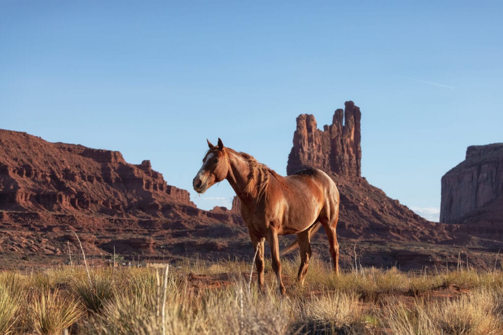 Cavallo selvaggio americano