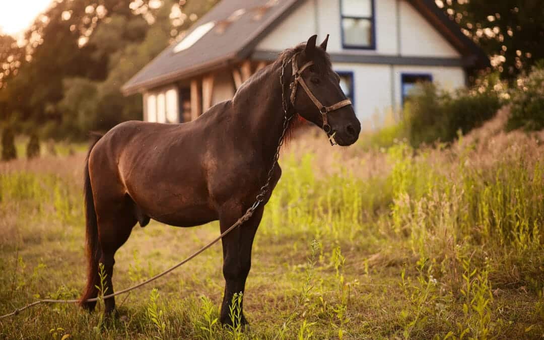La Routine di Cura del Cavallo, Una Guida Completa dal C.I.S.