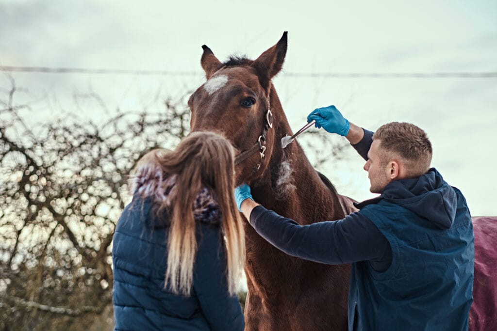 Due Veterinari si prendono cura di un cavallo