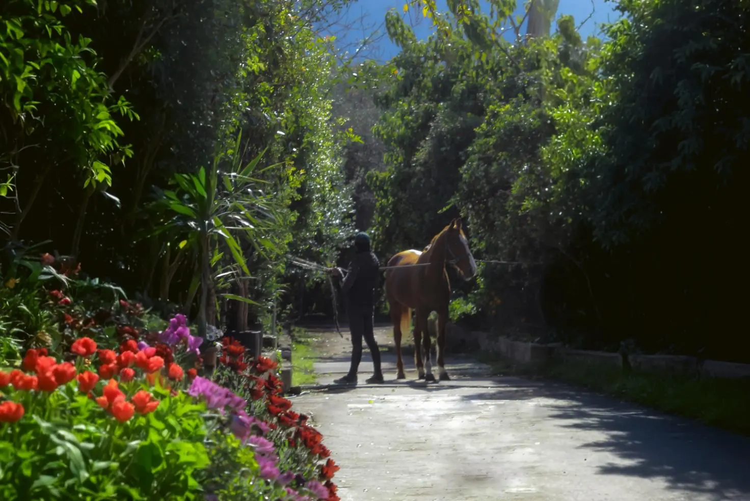 Passeggiata a cavallo tra i fiori nei viali del C.I.S.