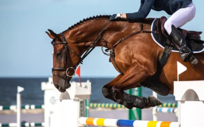 Caratteristiche del cavallo da salto ostacoli — guida completa | C.I.S. Palermo