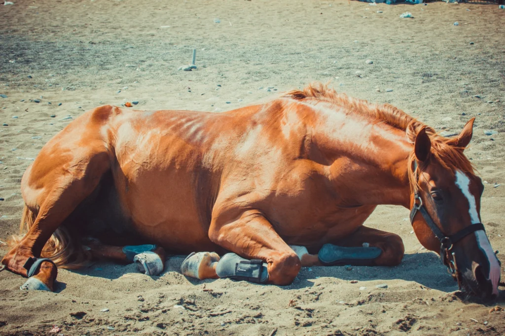 foto di una cavallo sdraiato