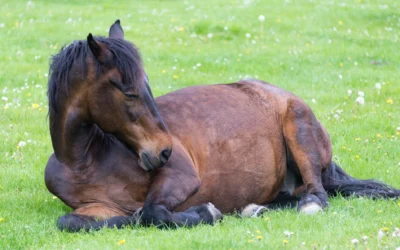 Il cavallo dorme in piedi, come funziona il suo riposo