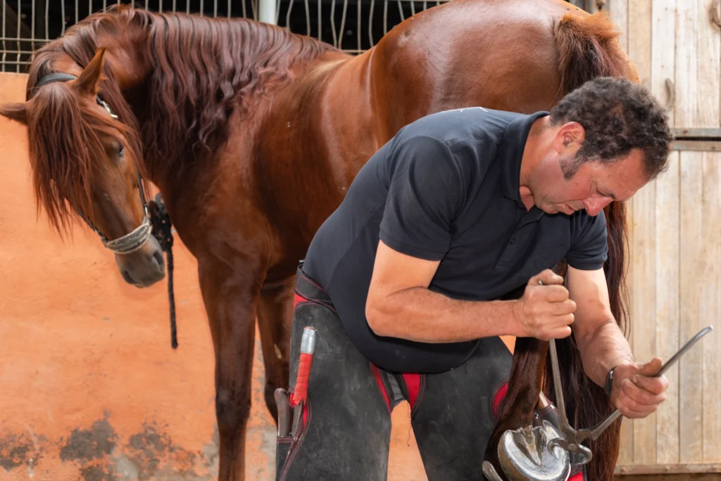Maniscalco mentre applica il ferro di cavallo durante la ferratura dello zoccolo