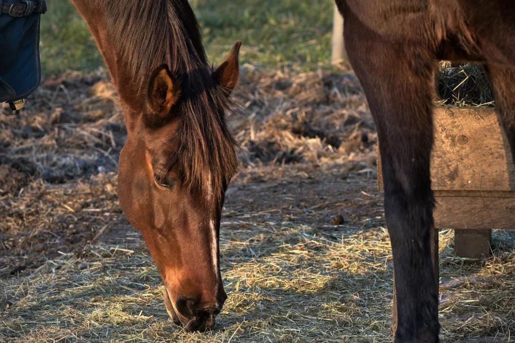 Cavalli a riposo o che svolgono un'attività molto leggera