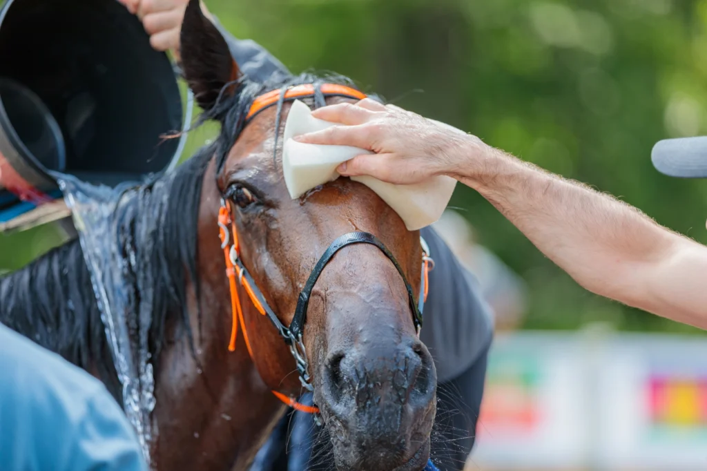 Cavallo sudato dopo il lavoro nella stagione calda