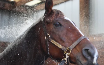 Elettroliti per il cavallo, come affrontare il caldo dell’estate