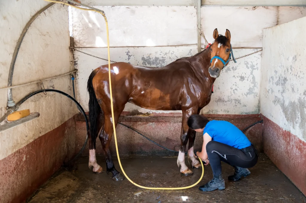  Docciatura del cavallo per rinfrescarlo dal caldo estivo
